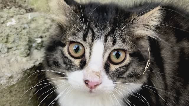 Ласки лучше , чем агрессия, чтоб найти общий язык. смотреть онлайн