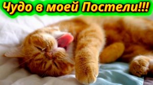 Кошачье тепло сон рядом с любимыми!