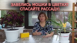 Мушки, появляющиеся в цветочных горшках - настоящая проблема, которую хочется решить раз и навсегда