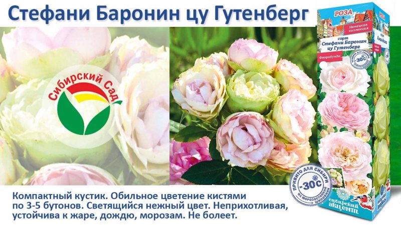 Роза Стефани Баронин цу Гутенберг (Флорибунда) от Агрофирмы "Сибирский сад"