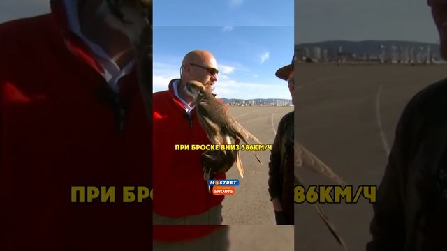Радар против Птицы  #мифы #головоломы #разрушители