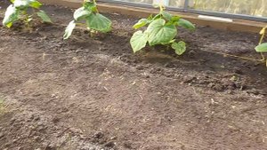 Обзор осенних огурцов в теплице, 29 сентября часть 2 .Посаженных в конце августа.