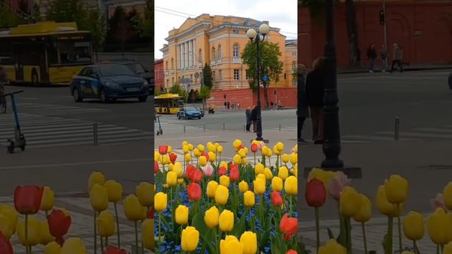 Taras Shevchenko National University, Volodymyrska Street, Kyiv, Ukraine. 01.May.2023. Tulips.