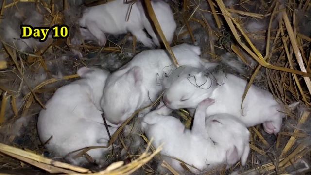 The Cutest Baby Bunny Rabbit Growing Up - 1 To 16 Days смотреть онлайн