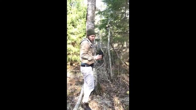 Как мы собираем чагу для вас.  ФитоДар