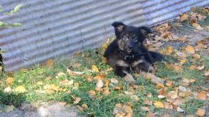 Жулькино детство