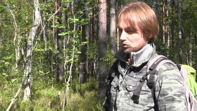 Фитонциды БАГУЛЬНИКА против бактерий и вирусов.  ФитоДар