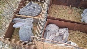 Голуби цены Птичий рынок г Пятигорск-ч1
