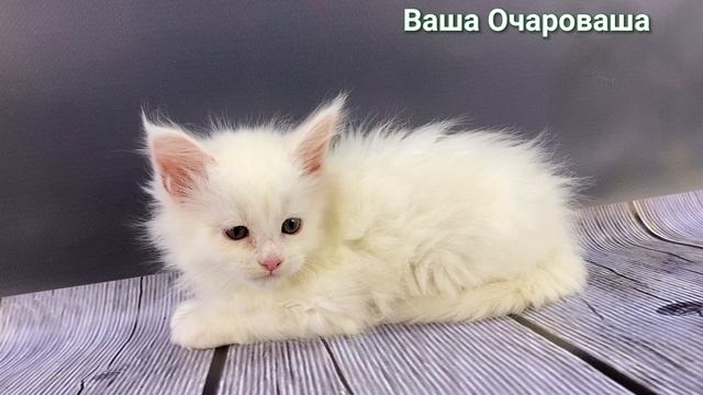 От Авроры