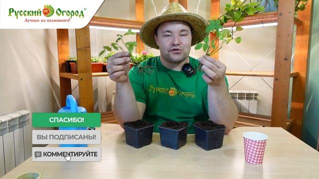 СПАСАЕМ #РОЗЫ КОРДАНА!