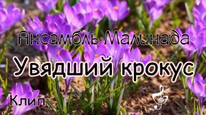 "Увядший крокус" клип (посвящается трагедии 23.03.24) #crocus_city_hall, #трагедия_Крокус_сити_хол