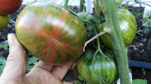 Томат Ананас Зебра (Ananas Zebra)