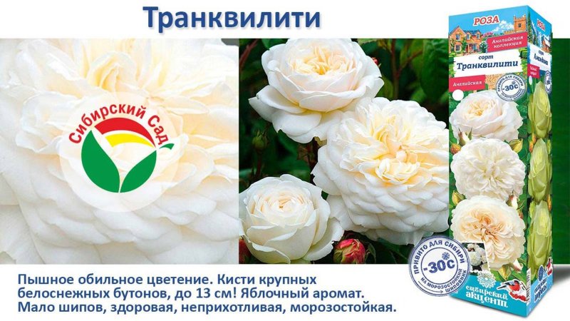 Роза Транквилити (Английская) от Агрофирмы "Сибирский сад"