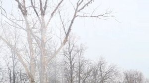 Фильм Птица