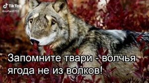 Цитаты волка волк из тиктока Мудрость волка безумно можно быть первым