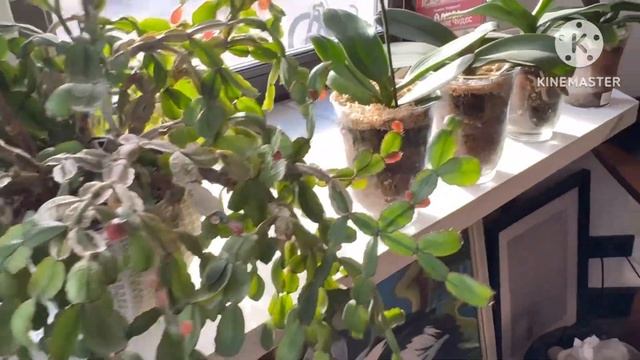 Полив орхидей в закрытой системе, новое приобретение … и зоокружок 🐢🐕 #phal #сухопутнаячерепаха