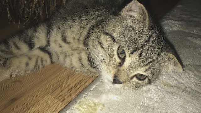 Труд облагораживает человека. смотреть онлайн