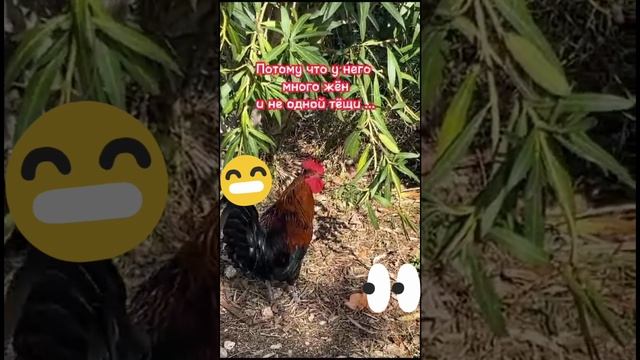 Почему петух 🐓 поёт всю жизнь.