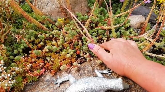 АЛЬПИЙСКАЯ ГОРКА. Обзор цветов на альпийской  горке в моем саду