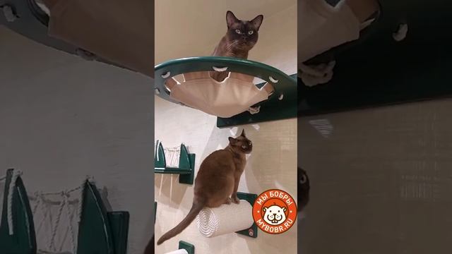Новый котодром и новые котьи исследователи)