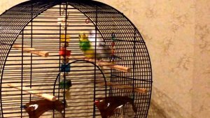 Брачные игры волнистых попугаев Кеши и Марфы