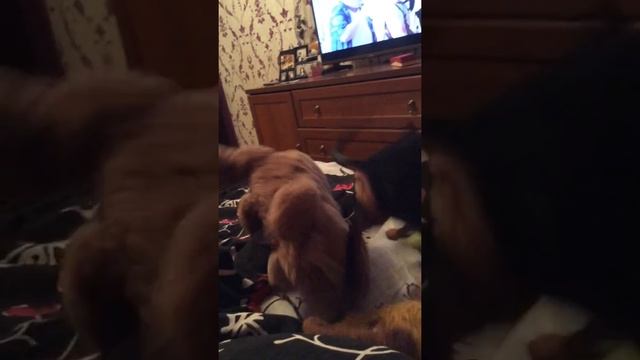 пёс трхает игрушку