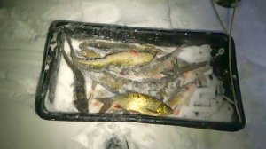 Зимняя рыбалка с друзьями \ Часть 2 \ Не мороз, так метель \ Погода кошмарит, но мы с уловом