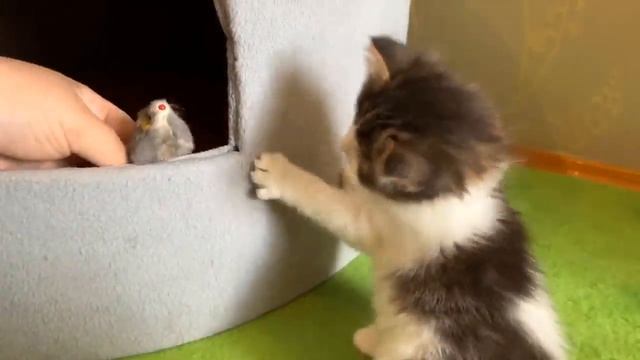 юги и яни обнимаются 🐱🐱🐱😻😻 смотреть онлайн