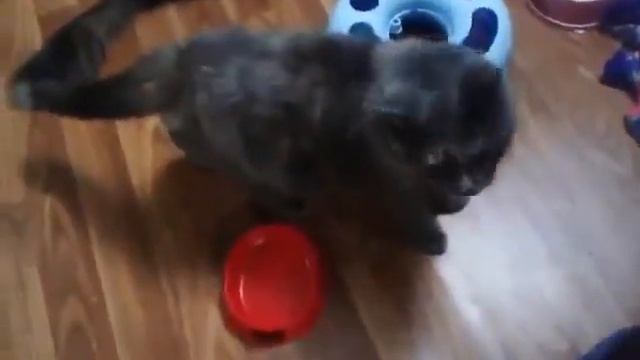 Возьмите кошку из приюта Люськин Дом! Вечерние посиделки смотреть онлайн