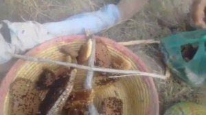 Пчеловодство. Роеловство. Как ловят дикие рои пчёл и собирают мёд в Пакистане. #Пчеловодство