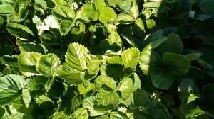 АЗИЯ в средней полосе. Хотите много ягод - сажайте!!!