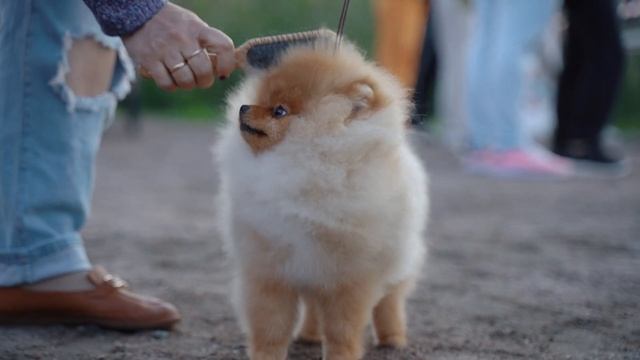 выставка собак "РУССКИЙ СТИЛЬ" 16.09.23 смотреть онлайн