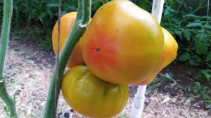 Томат Анавайн (Anawine)