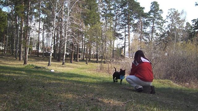 Стаффи Дива- дрессировка с фрисби смотреть онлайн