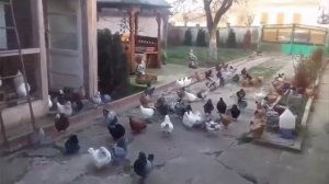 Мясные голуби Кинг Pigeons KING