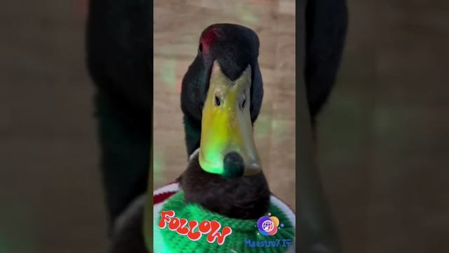 Танец утки 🦆