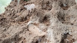 Томат 'Розовый Джайв'. Тестирование семян на 7 дач. 2024 год. Ольга Кузина, Иваново