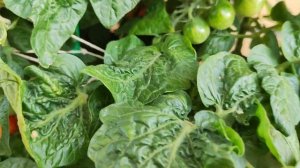 Пробую нашумевший рецепт кабачков | Кабачки в аэрогрили для ленивых | Самый вкусный рецепт кабачков