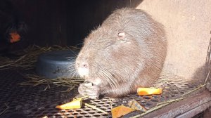 Каждый день - "ДЕНЬ не сурка, а ДЕНЬ НУТРЯКА"! 25.11.24.