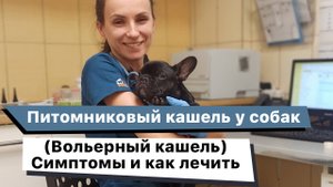 Питомниковый, вольерный кашель у собак. Симптомы и лечение