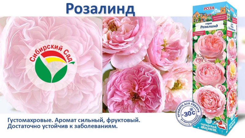 Роза Розалинд (Английская) от Агрофирмы "Сибирский сад"