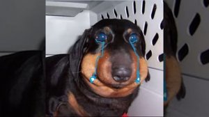 СОБАКА ПИСАЛА DRILL (prod. MishanYa)