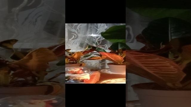 Таро.Подарки для вас.