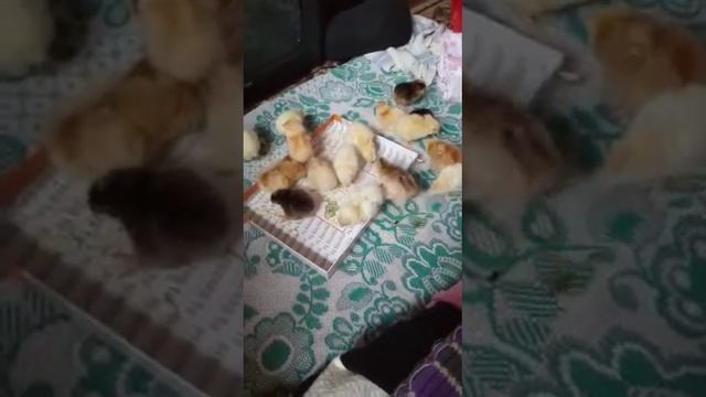 Гиганты самое выгодное в курице