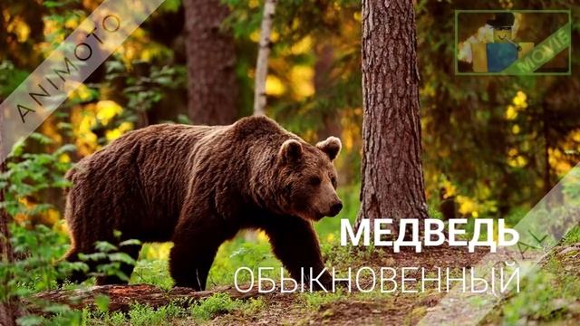 Природа Росии VS Природа Африки