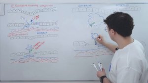 Гемостаз. Первичный гемостаз, вторичный. Антиагреганты, антикоагулянты