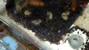 Ритуальные бои муравьев пожарников pseudoneoponera rufipes