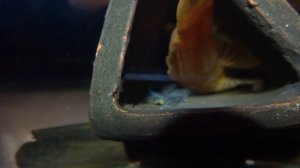 Анциструс Красный Ancistrus sp "Super Red" ("Super rot")