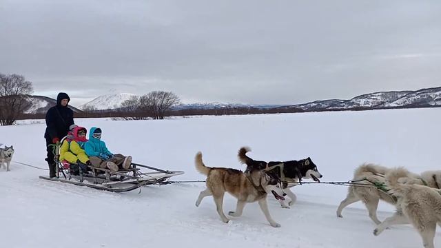 Ездовые собаки смотреть онлайн