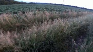 посевы без пахоты в 23 году.подсолнечник нсх 8003 ячмень эйфель нсх сангай .результат покажет бункер